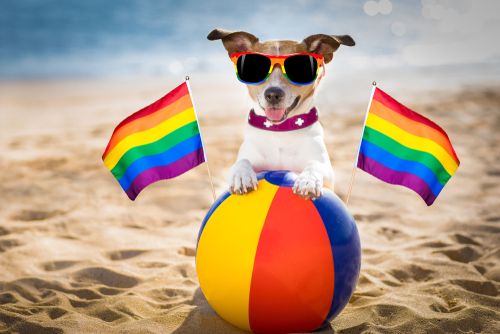 Dog on a beach with beach ball and sunglasses